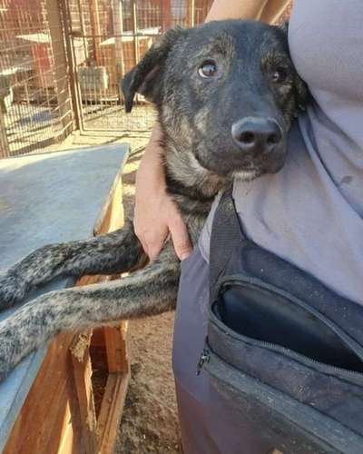 Tierschutzhunde suchen ein Zuhause-Beitrag-Bild