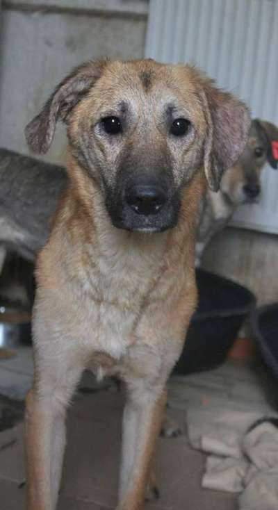 Tierschutzhunde suchen ein Zuhause-Beitrag-Bild