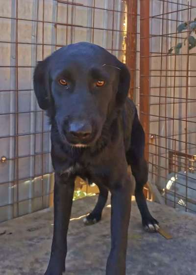 Tierschutzhunde suchen ein Zuhause-Beitrag-Bild