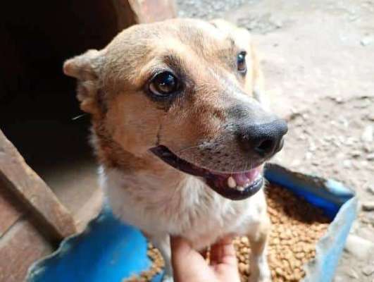 Tierschutzhunde suchen ein Zuhause-Beitrag-Bild