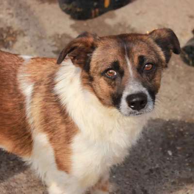 Tierschutzhunde suchen ein Zuhause-Beitrag-Bild