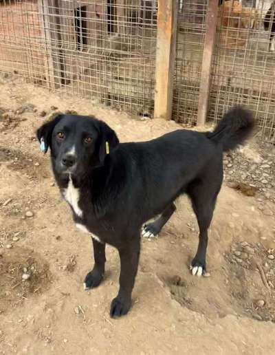 Tierschutzhunde suchen ein Zuhause-Beitrag-Bild