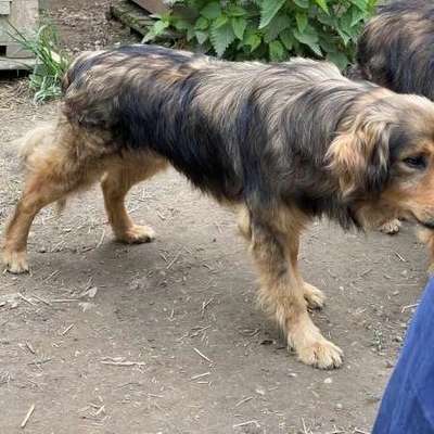 Tierschutzhunde suchen ein Zuhause-Beitrag-Bild