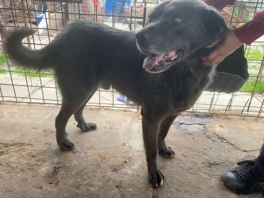 Tierschutzhunde suchen ein Zuhause-Beitrag-Bild