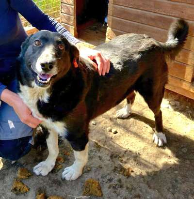 Tierschutzhunde suchen ein Zuhause-Beitrag-Bild