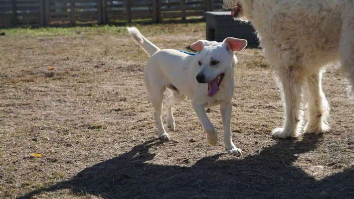 Tierschutzhunde suchen ein Zuhause-Beitrag-Bild