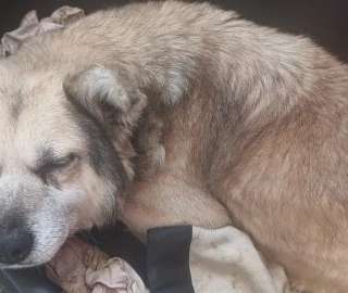 Tierschutzhunde suchen ein Zuhause-Beitrag-Bild