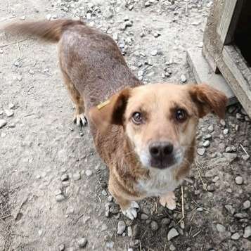 Tierschutzhunde suchen ein Zuhause-Beitrag-Bild