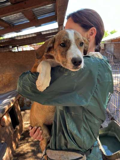 Tierschutzhunde suchen ein Zuhause-Beitrag-Bild