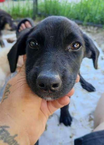 Tierschutzhunde suchen ein Zuhause-Beitrag-Bild