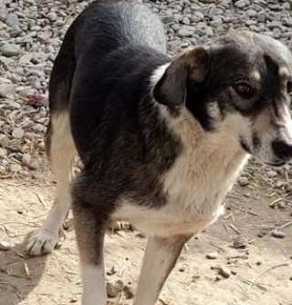 Tierschutzhunde suchen ein Zuhause-Beitrag-Bild