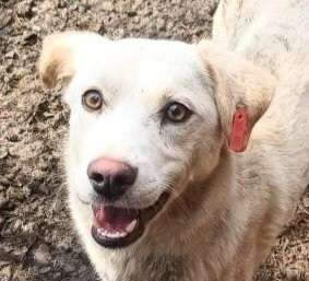 Tierschutzhunde suchen ein Zuhause-Beitrag-Bild