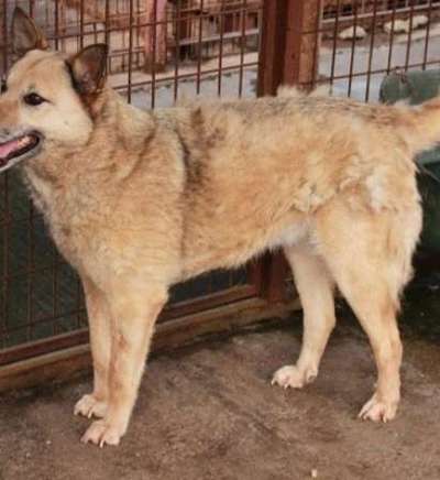 Tierschutzhunde suchen ein Zuhause-Beitrag-Bild