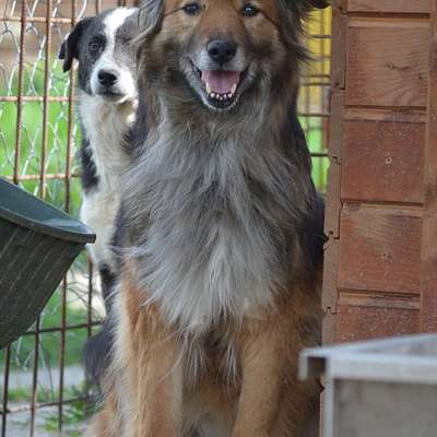 Tierschutzhunde suchen ein Zuhause-Beitrag-Bild