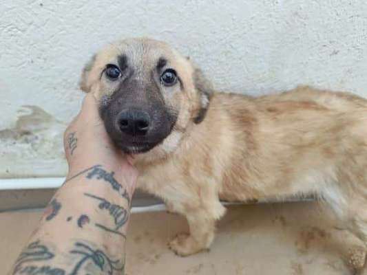 Tierschutzhunde suchen ein Zuhause-Beitrag-Bild