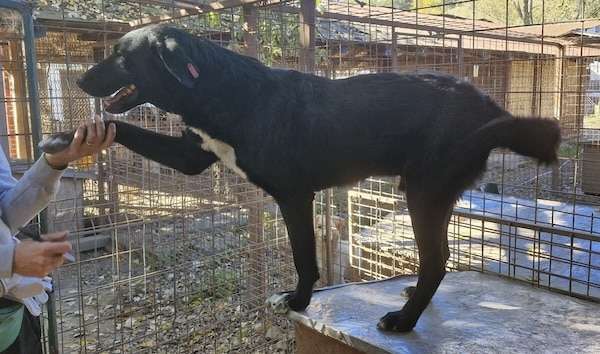 Tierschutzhunde suchen ein Zuhause-Beitrag-Bild