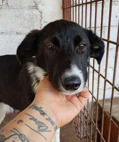 Tierschutzhunde suchen ein Zuhause-Beitrag-Bild