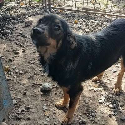 Tierschutzhunde suchen ein Zuhause-Beitrag-Bild