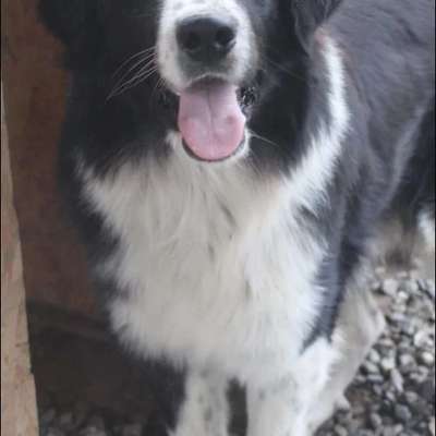 Tierschutzhunde suchen ein Zuhause-Beitrag-Bild