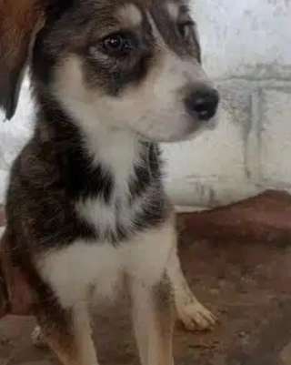 Tierschutzhunde suchen ein Zuhause-Beitrag-Bild