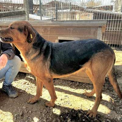 Tierschutzhunde suchen ein Zuhause-Beitrag-Bild