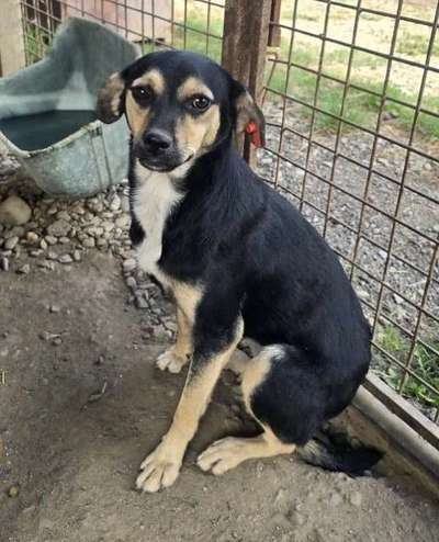 Tierschutzhunde suchen ein Zuhause-Beitrag-Bild