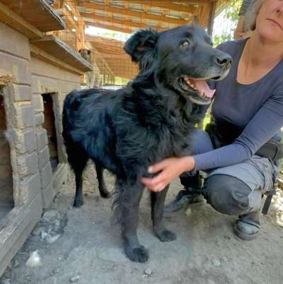 Tierschutzhunde suchen ein Zuhause-Beitrag-Bild