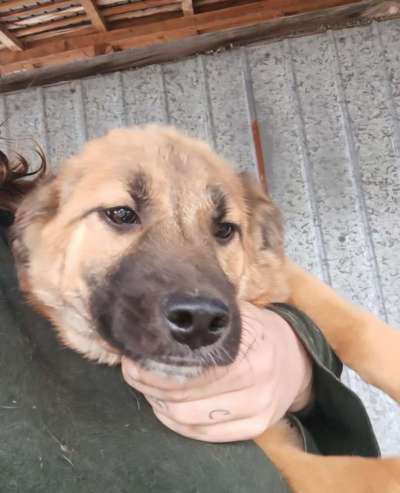 Tierschutzhunde suchen ein Zuhause-Beitrag-Bild