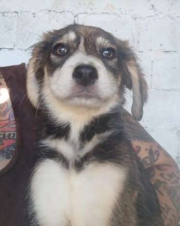 Tierschutzhunde suchen ein Zuhause-Beitrag-Bild