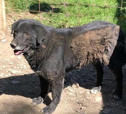 Tierschutzhunde suchen ein Zuhause-Beitrag-Bild