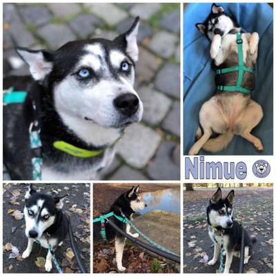 Tierschutzhunde suchen ein Zuhause-Beitrag-Bild