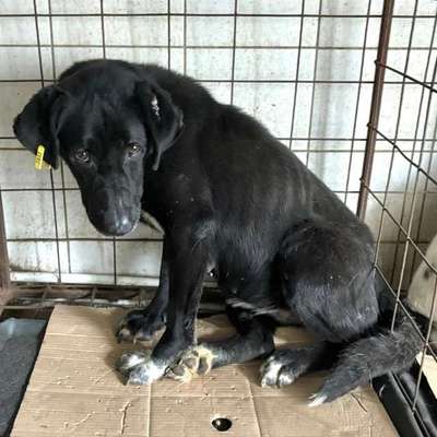 Tierschutzhunde suchen ein Zuhause-Beitrag-Bild