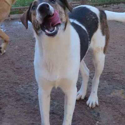 Tierschutzhunde suchen ein Zuhause-Beitrag-Bild