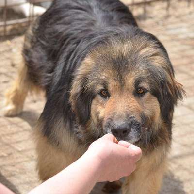Tierschutzhunde suchen ein Zuhause-Beitrag-Bild