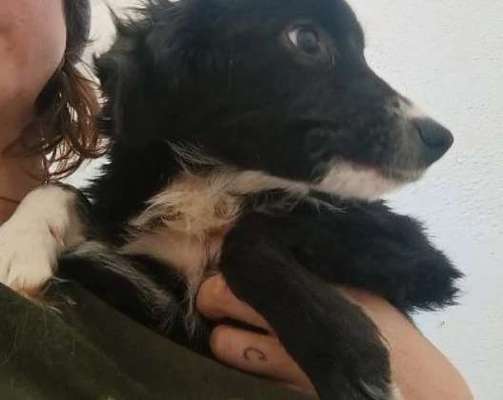 Tierschutzhunde suchen ein Zuhause-Beitrag-Bild