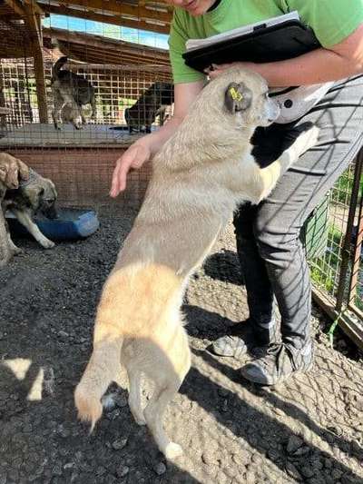 Tierschutzhunde suchen ein Zuhause-Beitrag-Bild