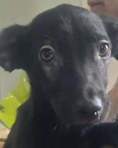 Tierschutzhunde suchen ein Zuhause-Beitrag-Bild