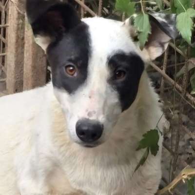 Tierschutzhunde suchen ein Zuhause-Beitrag-Bild