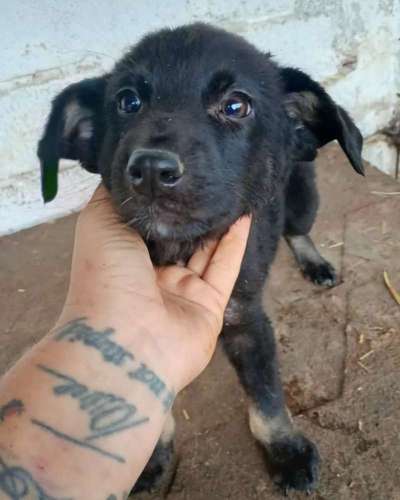 Tierschutzhunde suchen ein Zuhause-Beitrag-Bild