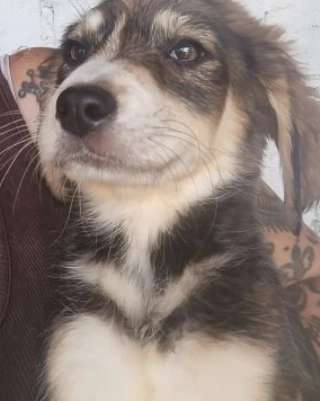 Tierschutzhunde suchen ein Zuhause-Beitrag-Bild