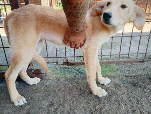 Tierschutzhunde suchen ein Zuhause-Beitrag-Bild