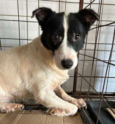 Tierschutzhunde suchen ein Zuhause-Beitrag-Bild