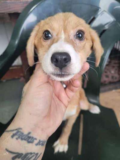 Tierschutzhunde suchen ein Zuhause-Beitrag-Bild