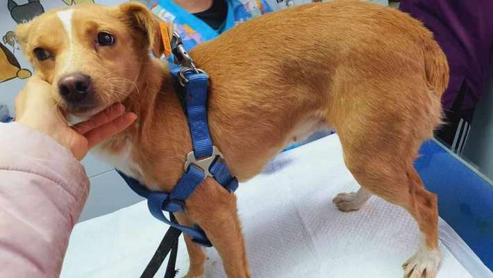 Tierschutzhunde suchen ein Zuhause-Beitrag-Bild