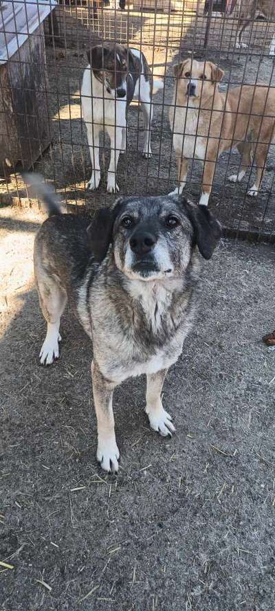 Tierschutzhunde suchen ein Zuhause-Beitrag-Bild