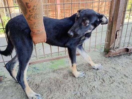 Tierschutzhunde suchen ein Zuhause-Beitrag-Bild