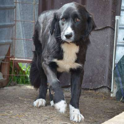 Tierschutzhunde suchen ein Zuhause-Beitrag-Bild