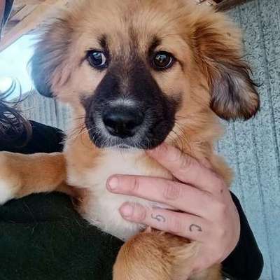 Tierschutzhunde suchen ein Zuhause-Beitrag-Bild