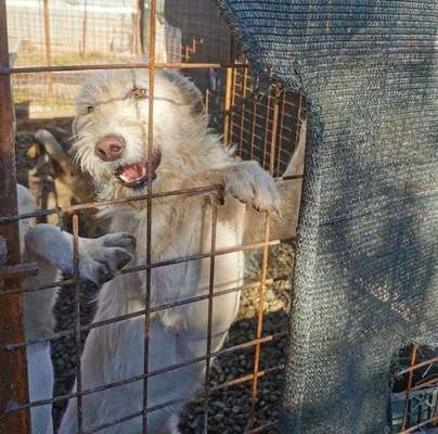 Tierschutzhunde suchen ein Zuhause-Beitrag-Bild