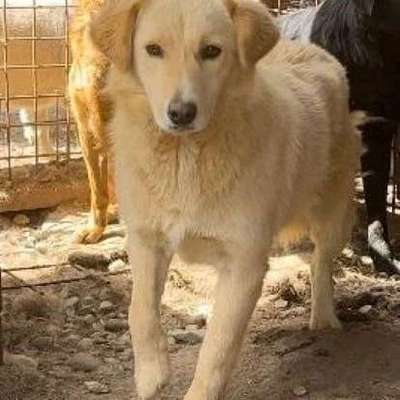 Tierschutzhunde suchen ein Zuhause-Beitrag-Bild